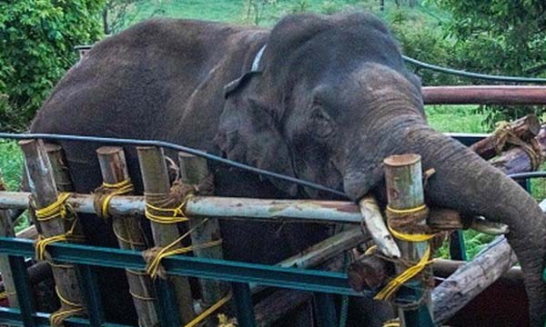 wild elephant arikomban